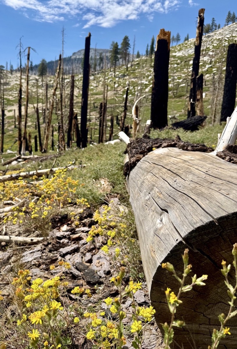 Wildflowers and new growth among fire-scarred trees beside the trail