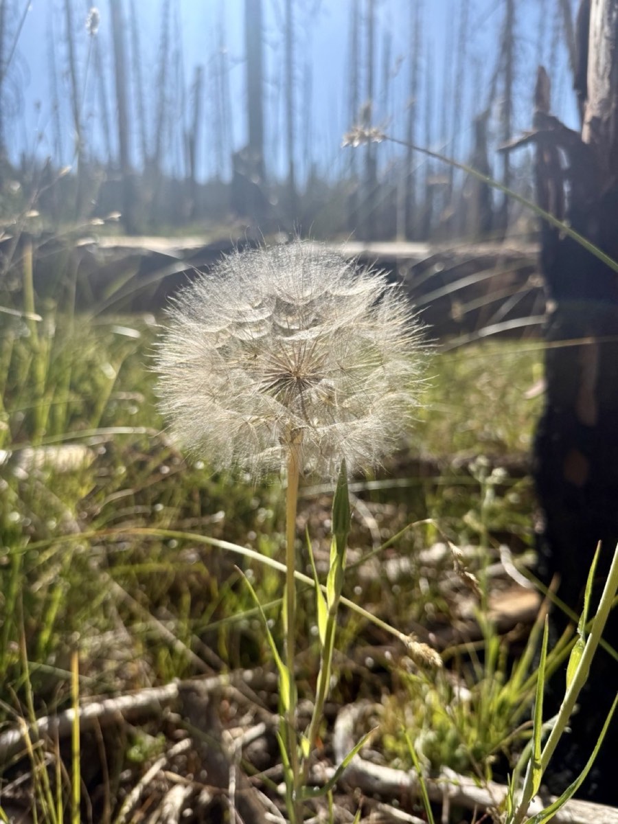 A glowing seedhead beside the trail in morning sunlight
