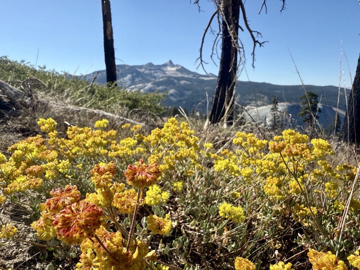 Yellow wildflowers beneath distant Sierra peaks